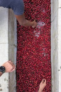 ierre, passionné de café et de terroirs, porte un projet engagé depuis quatre ans : une sélection rigoureuse de cafés d’excellence, issus de petits producteurs, qu’il torréfie en douceur pour préserver les arômes et révéler la singularité de chaque tasse. L’idée est de rapprocher l’atelier du consommateur et de mettre en lumière ce qui fait l’âme de Toma Café : les dégustations et les moments de partage. Ces instants permettent de raconter l’histoire des cafés, de comprendre leurs typicités et de savourer leur authenticité.