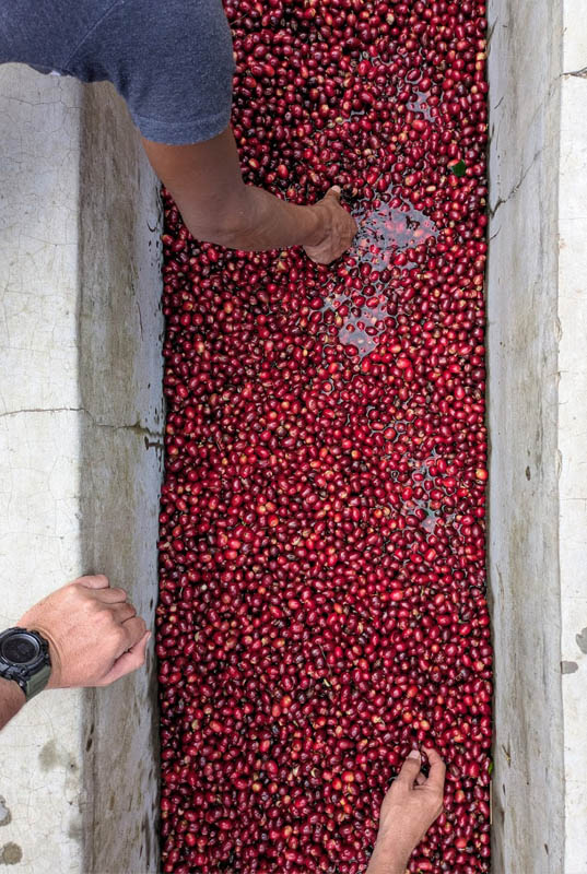 ierre, passionné de café et de terroirs, porte un projet engagé depuis quatre ans : une sélection rigoureuse de cafés d’excellence, issus de petits producteurs, qu’il torréfie en douceur pour préserver les arômes et révéler la singularité de chaque tasse. L’idée est de rapprocher l’atelier du consommateur et de mettre en lumière ce qui fait l’âme de Toma Café : les dégustations et les moments de partage. Ces instants permettent de raconter l’histoire des cafés, de comprendre leurs typicités et de savourer leur authenticité.